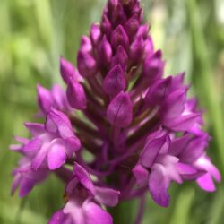 Stage photo botanique Orchidées sauvages
